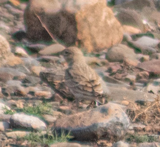 Hume's Lark - ML644195856