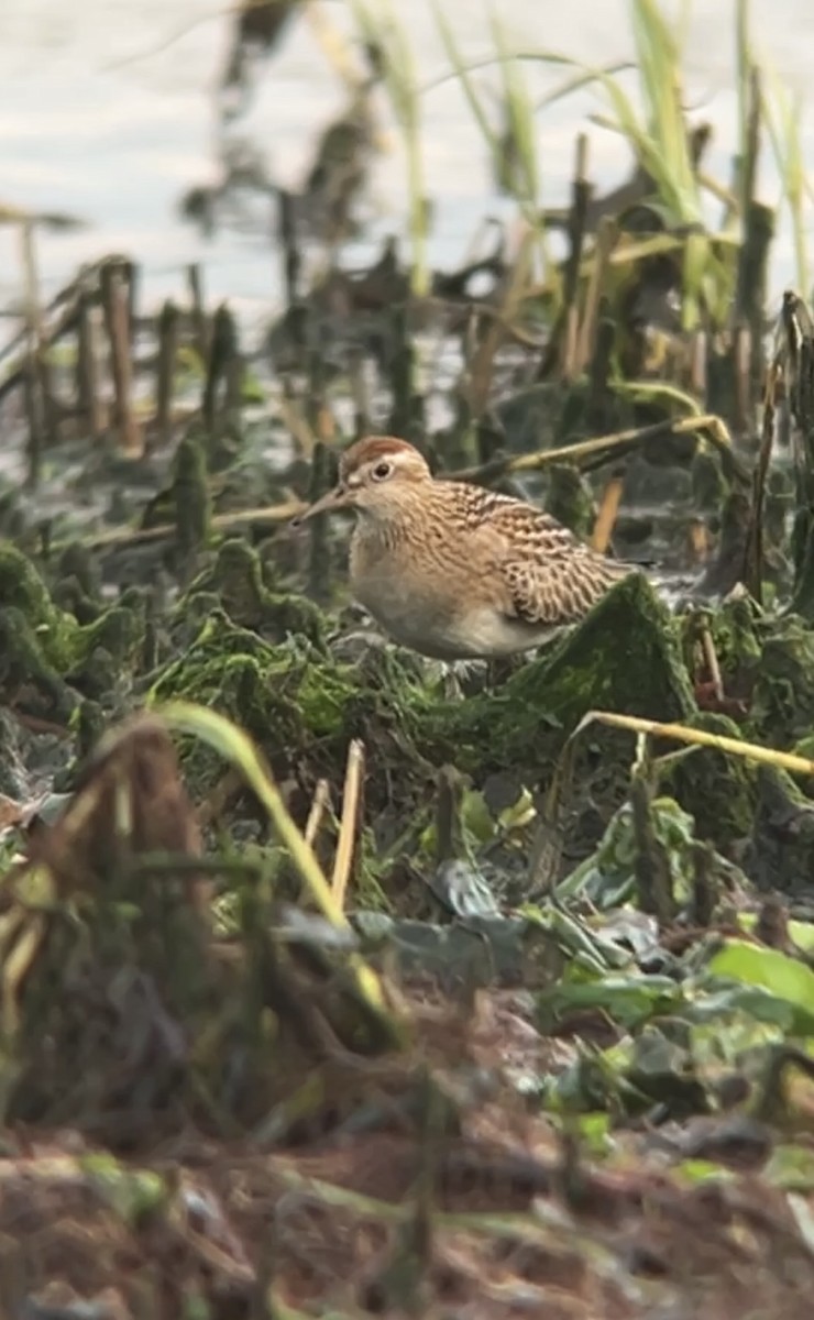 Sharp-tailed Sandpiper - ML644195858