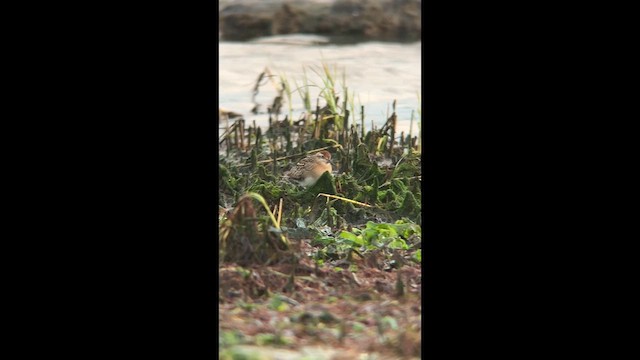 Sharp-tailed Sandpiper - ML644195861