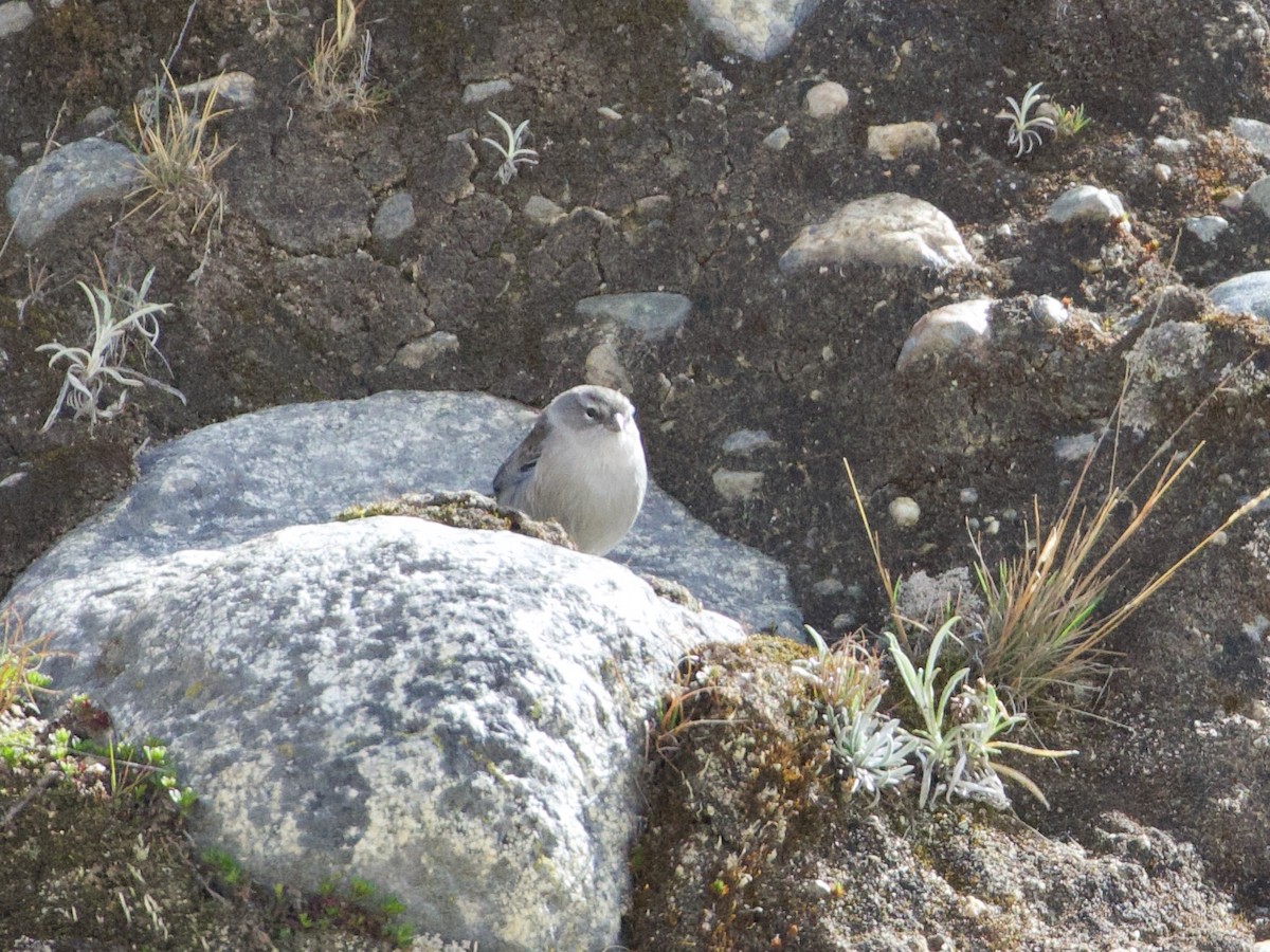 Ash-breasted Sierra Finch - ML644195917