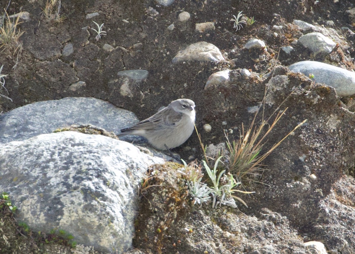 Ash-breasted Sierra Finch - ML644195918