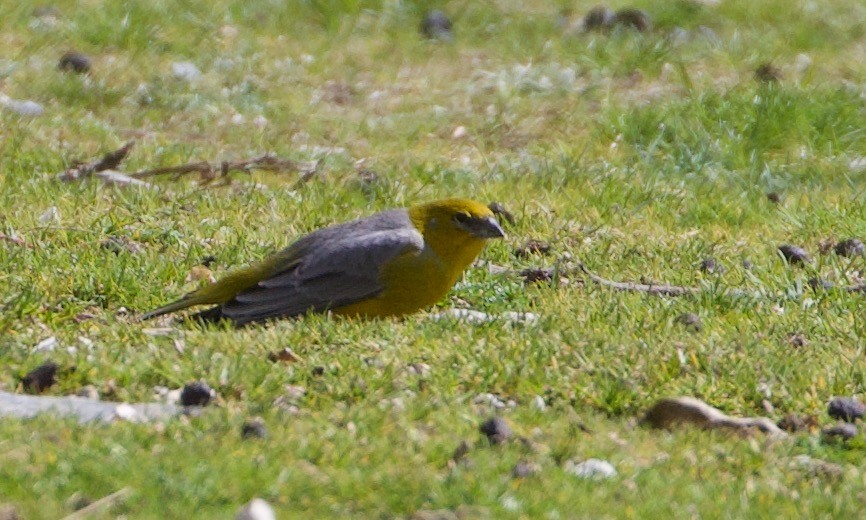 Bright-rumped Yellow-Finch - ML644195940