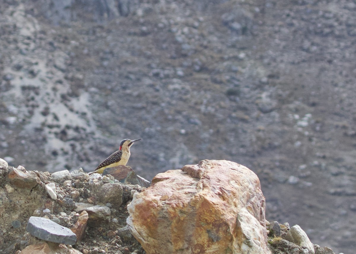 Andean Flicker - ML644195944