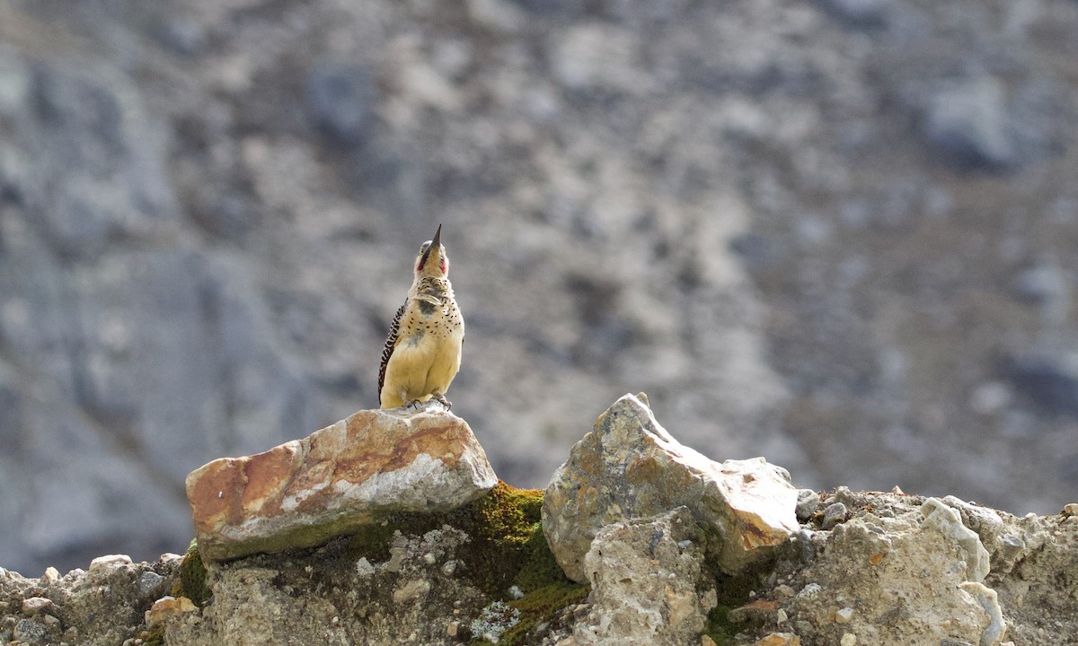 Andean Flicker - ML644195945