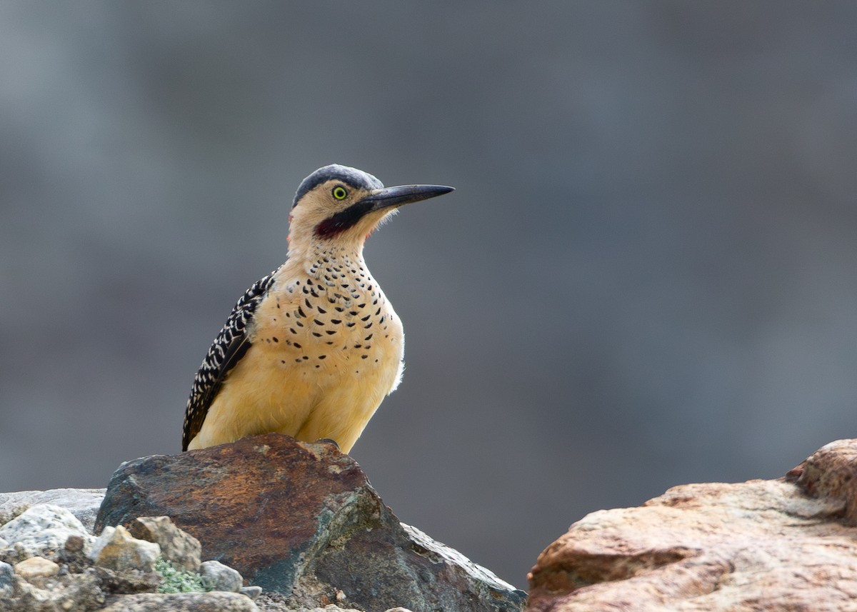 Andean Flicker - ML644195949
