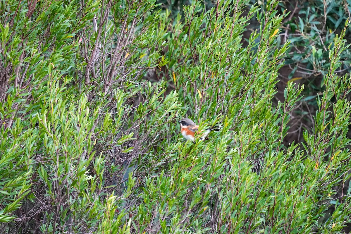 ムナグロセワタビタキ - ML644195961