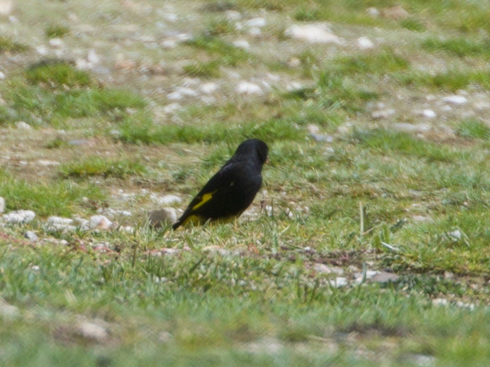 Schwarzzeisig - ML644195962