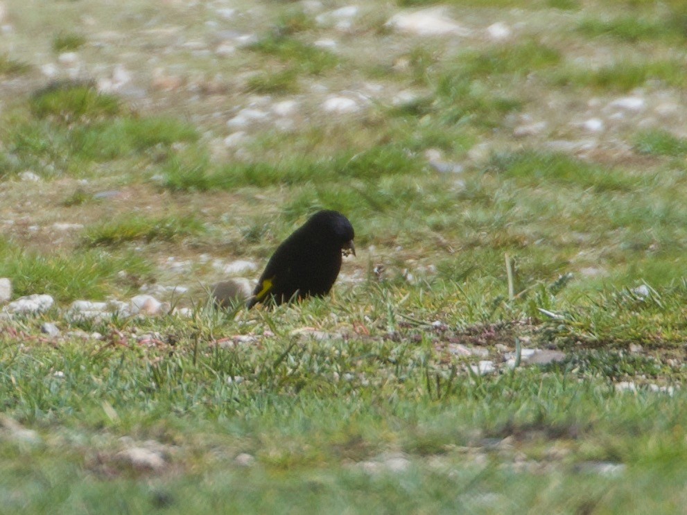 Schwarzzeisig - ML644195963