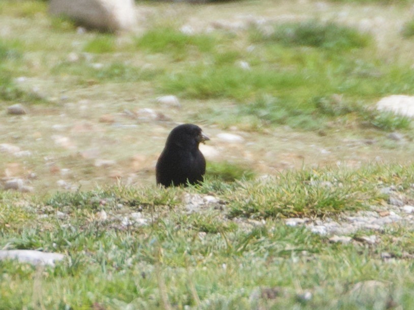 Schwarzzeisig - ML644195964