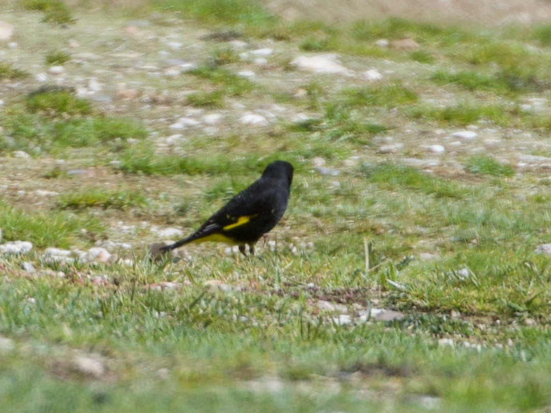 Schwarzzeisig - ML644195965