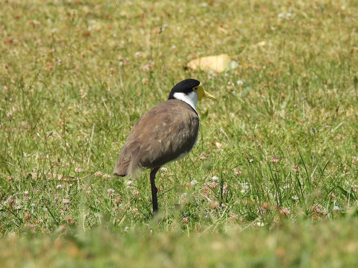 Masked Lapwing (Black-shouldered) - ML644195966