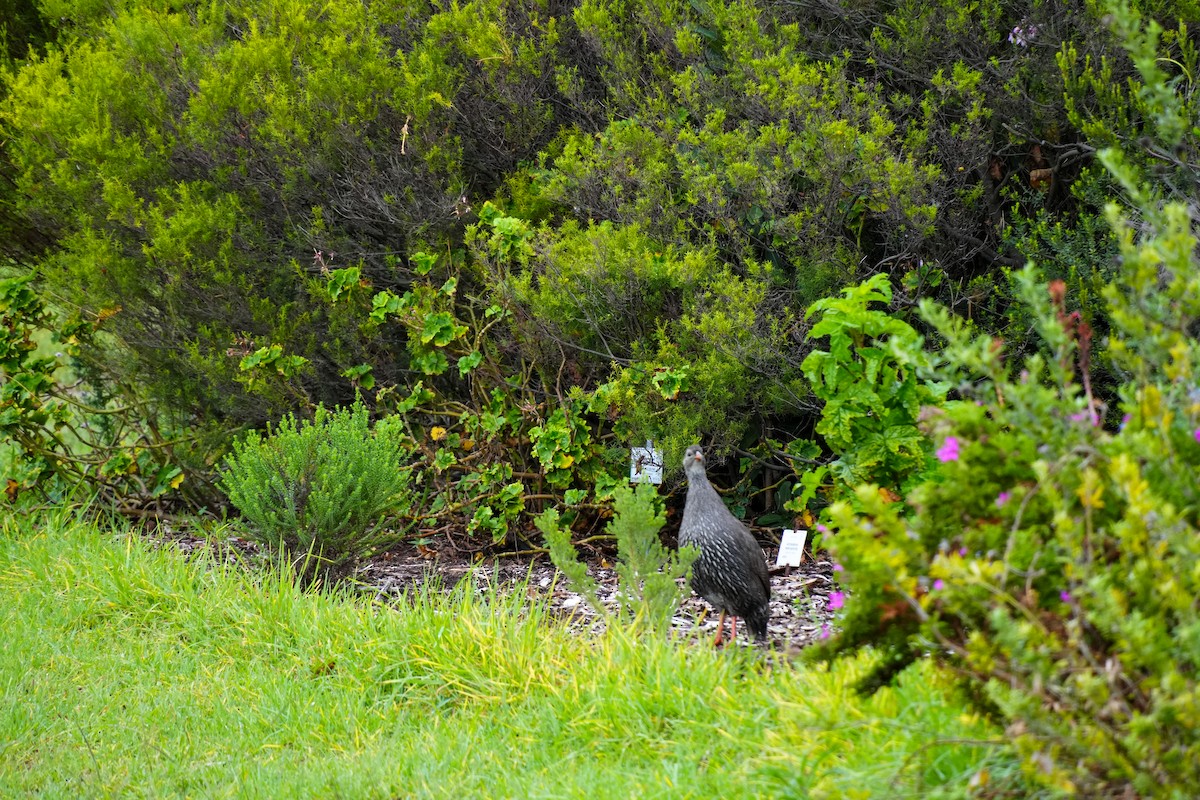Cape Spurfowl - ML644195977