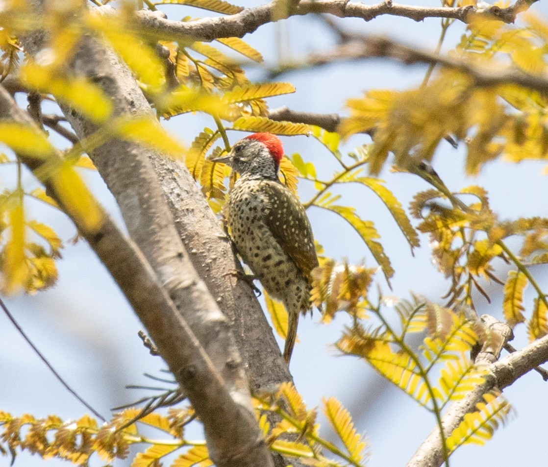 Green-backed Woodpecker - ML644196015