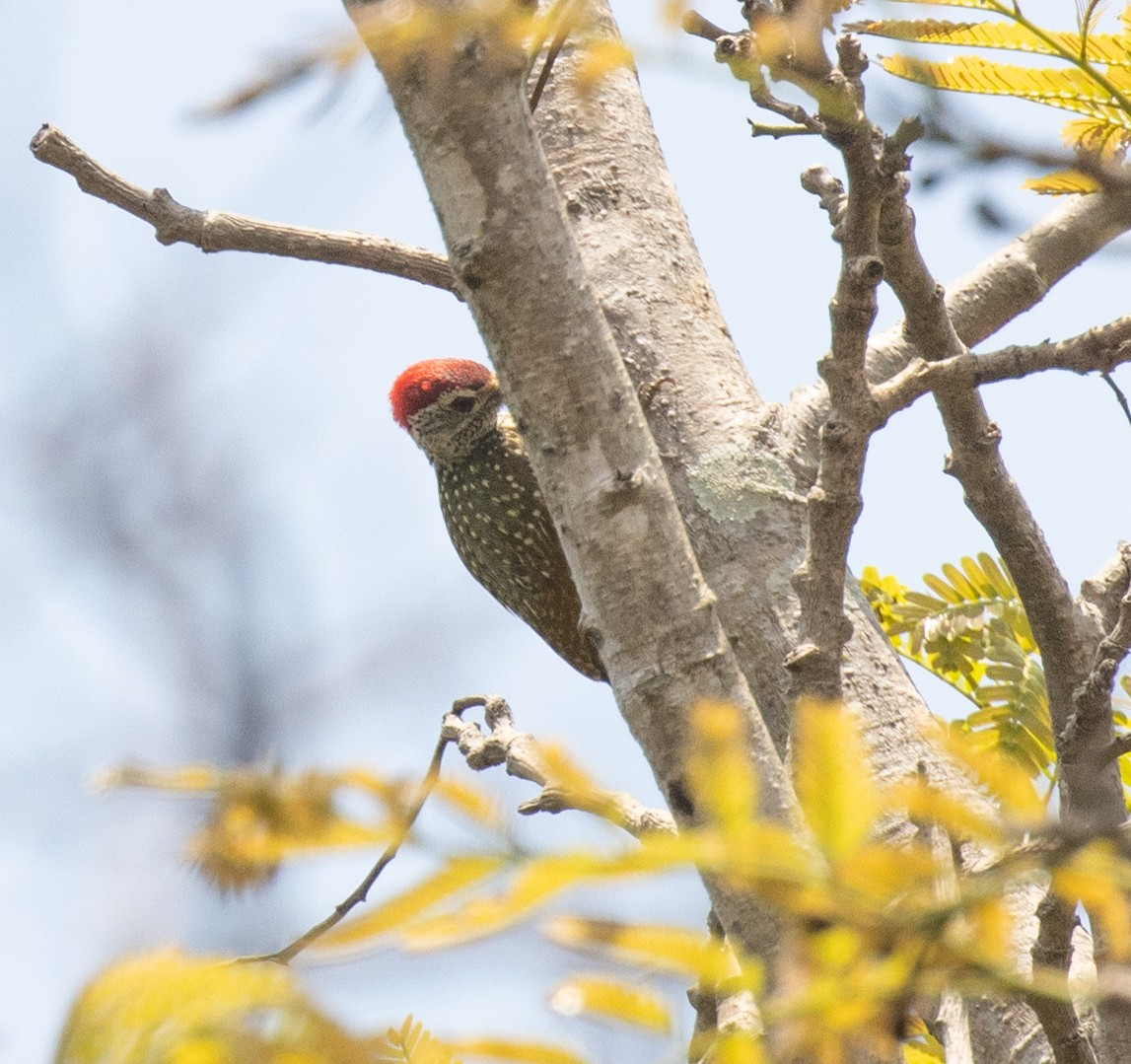 Green-backed Woodpecker - ML644196017