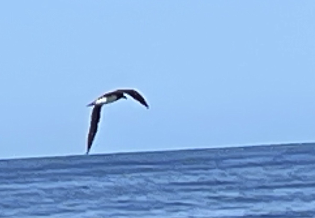 buřňák tahitský - ML644196018