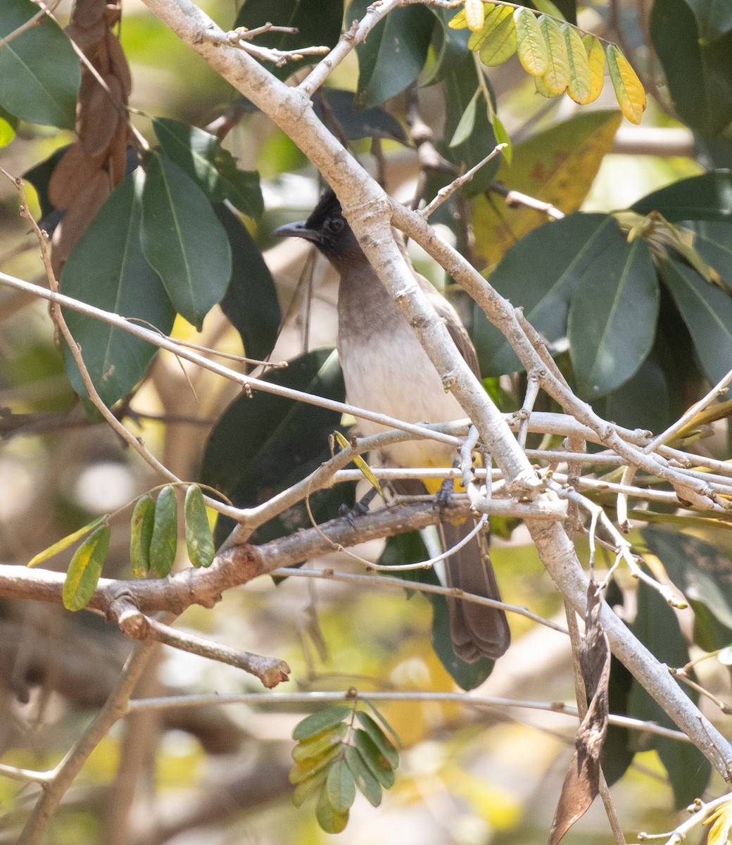 Bulbul arrunta - ML644196027