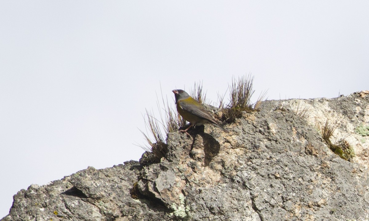 Peruvian Sierra Finch - ML644196036