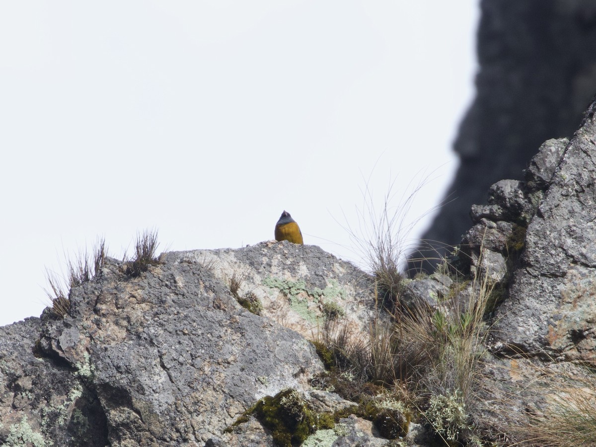 Peruvian Sierra Finch - ML644196037