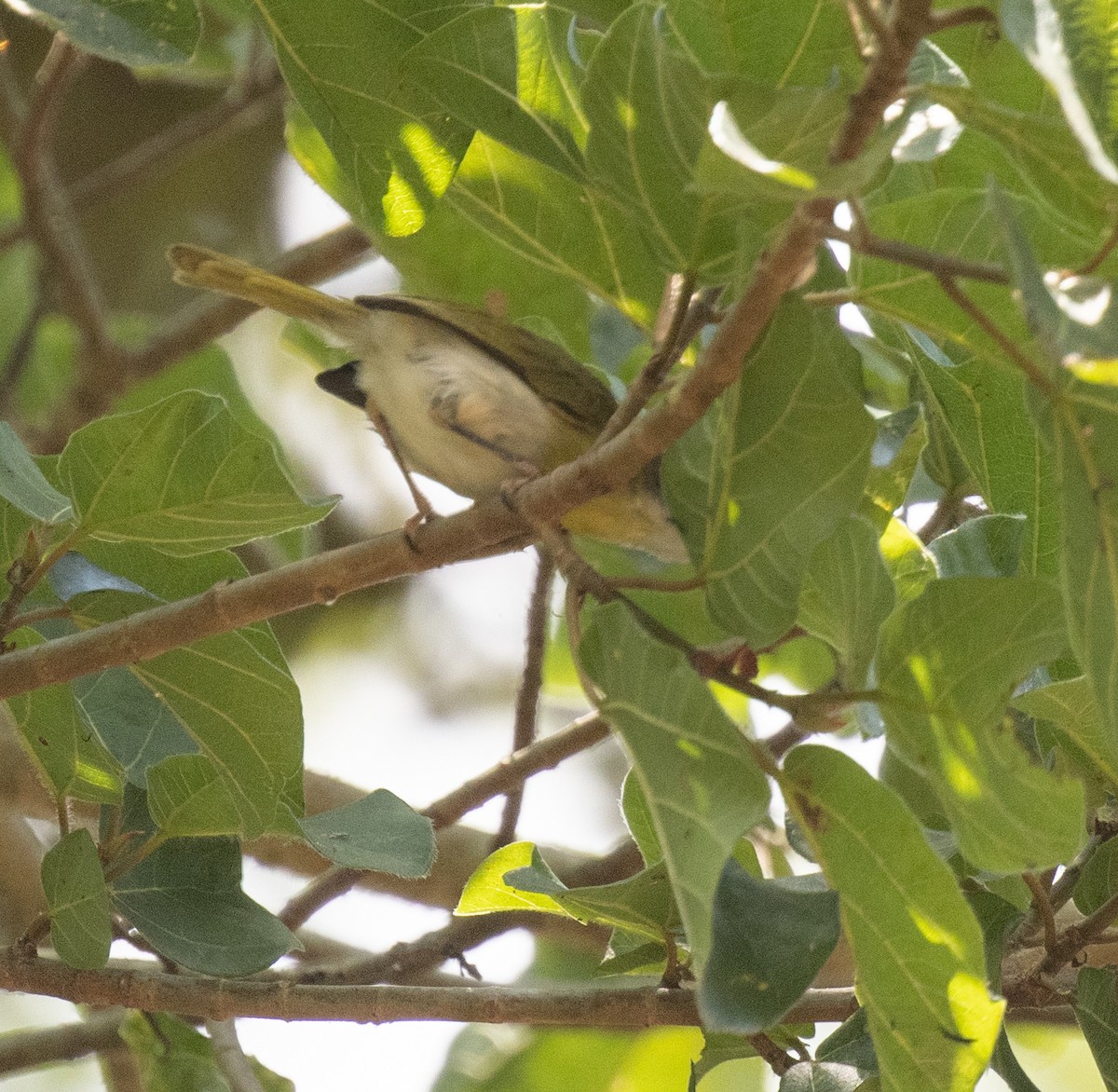 Желтогрудый апалис - ML644196042