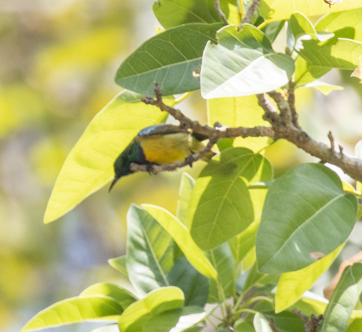 strdimil obojkový - ML644196060