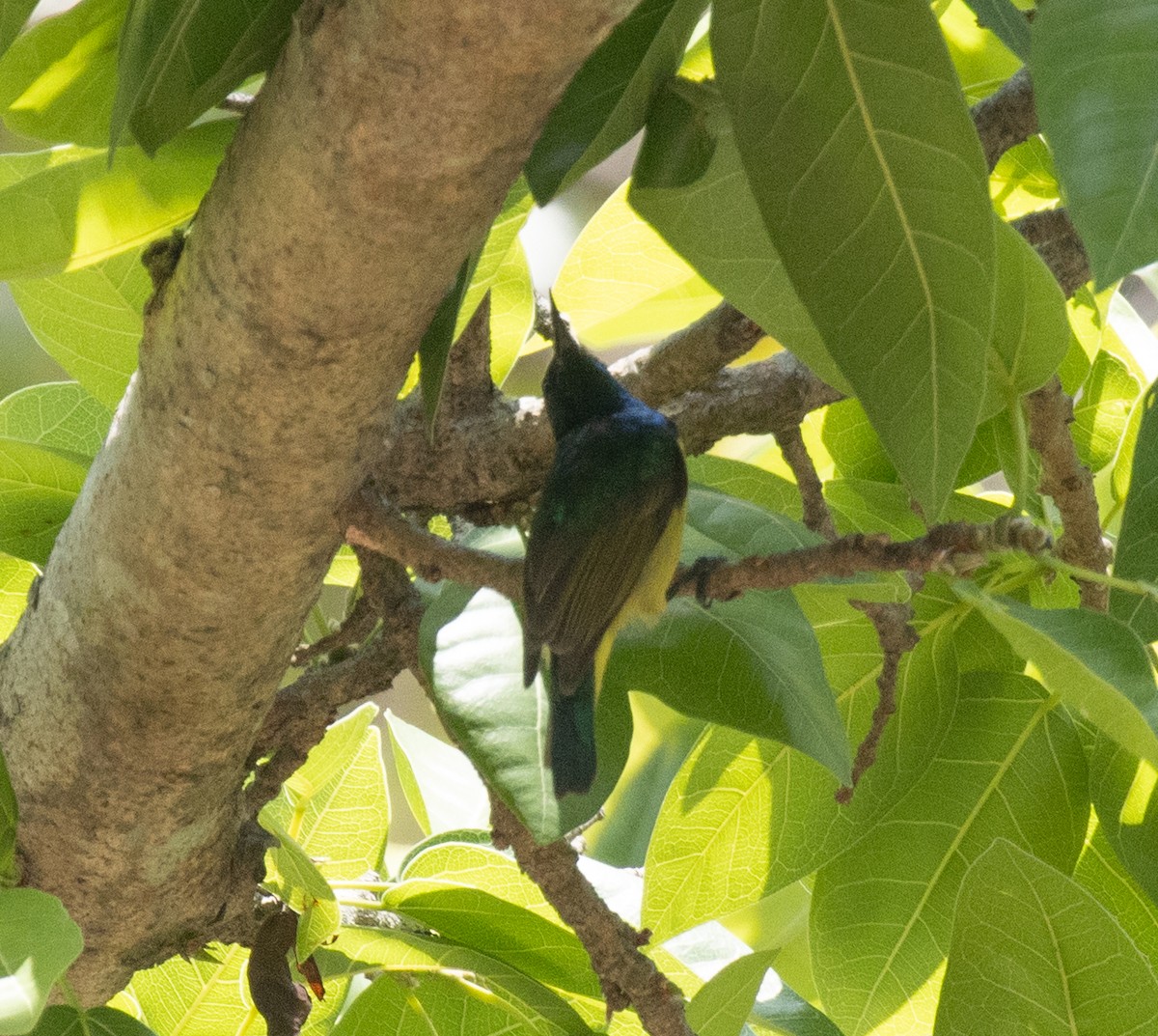 strdimil obojkový - ML644196061