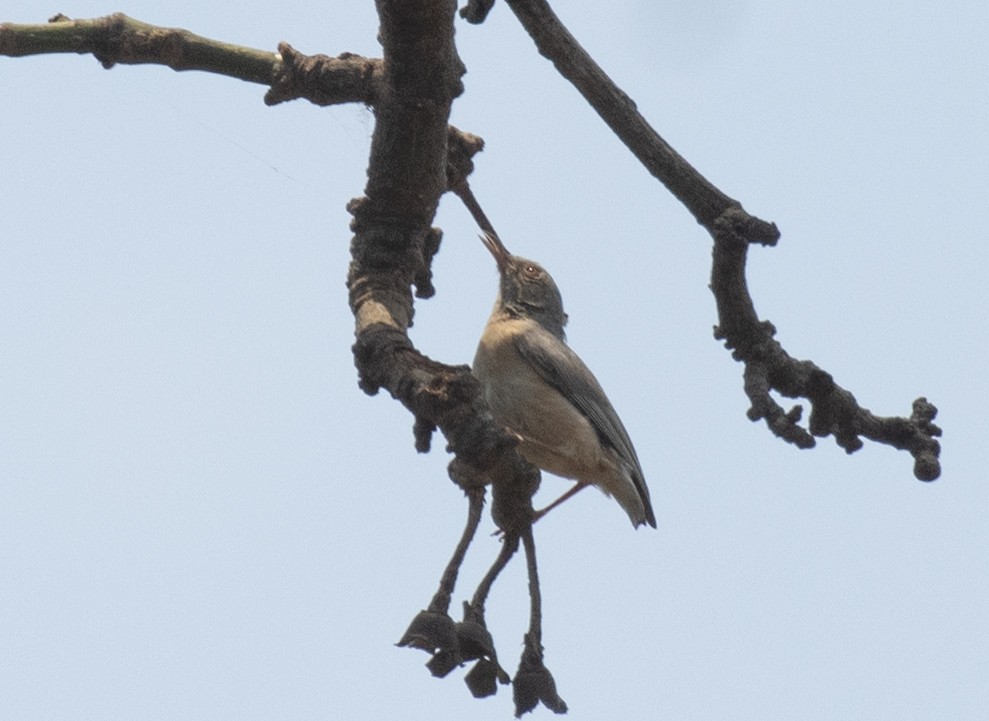 Red-faced Crombec - ML644196080