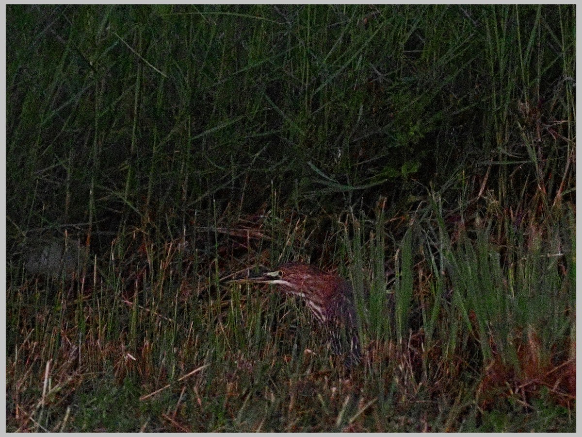 Green Heron - ML644196094