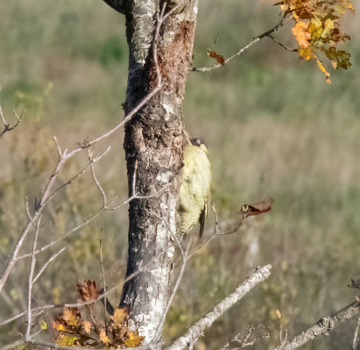 Eurasian Green Woodpecker - ML644196100