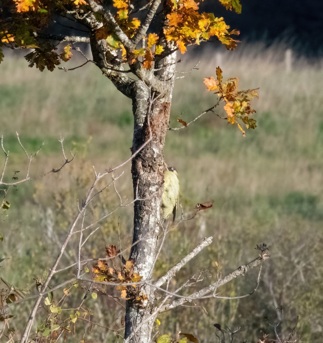 Eurasian Green Woodpecker - ML644196101