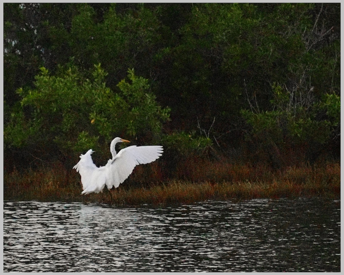 Great Egret - ML644196102