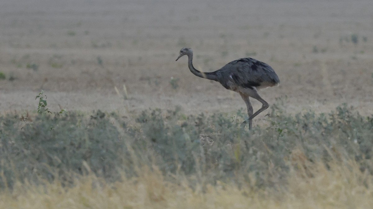 Greater Rhea - ML644196105