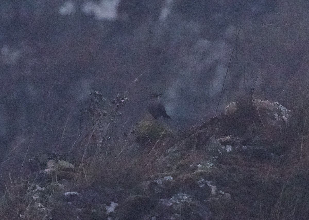 Striated Earthcreeper - ML644196115