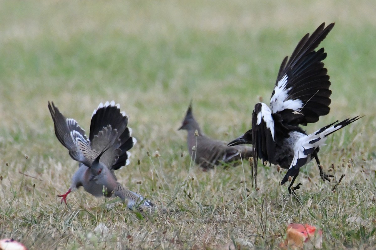 Australian Magpie - ML644196116