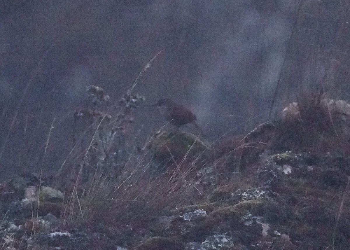 Striated Earthcreeper - ML644196117