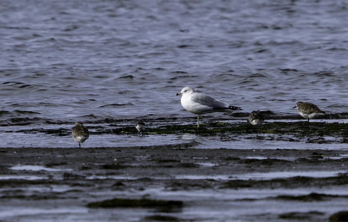 Ring-billed Gull - ML644196130