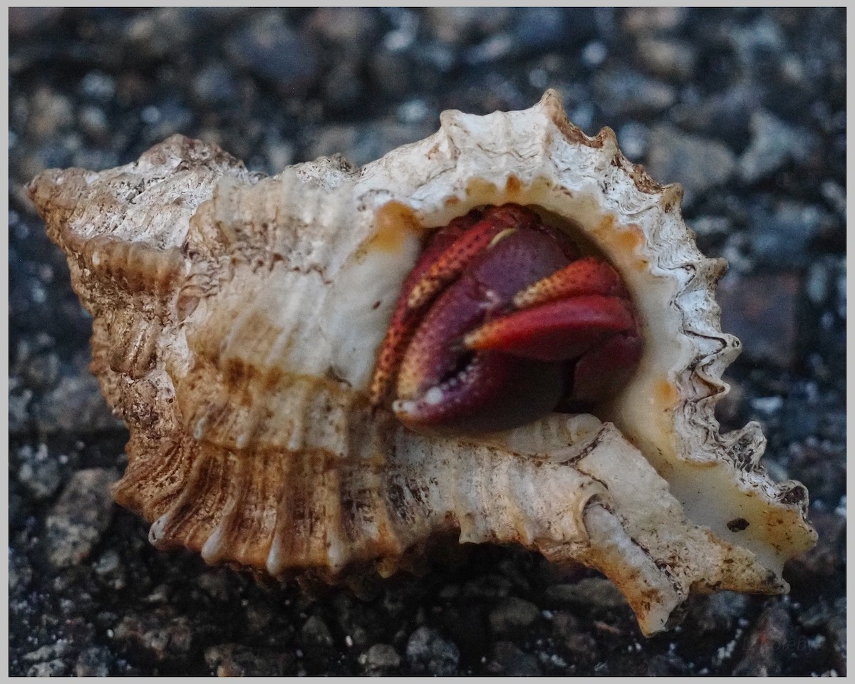 Animals - ML644196132