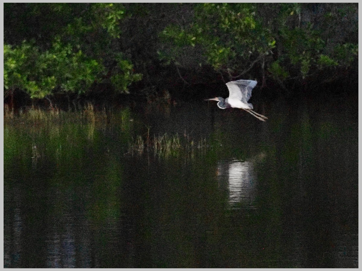Tricolored Heron - ML644196182