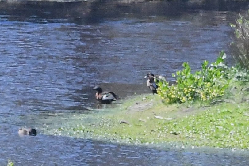 Tadorne d'Australie - ML644196183