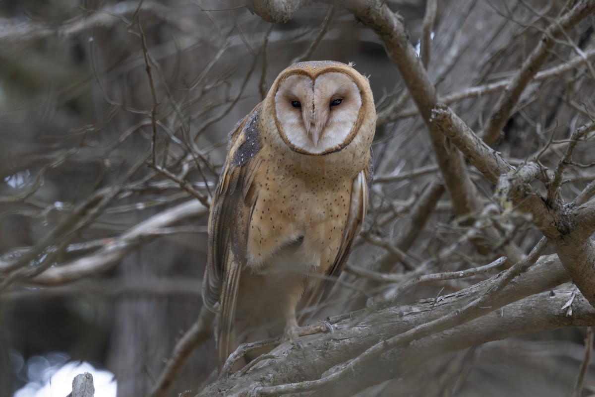 American Barn Owl - ML644196192