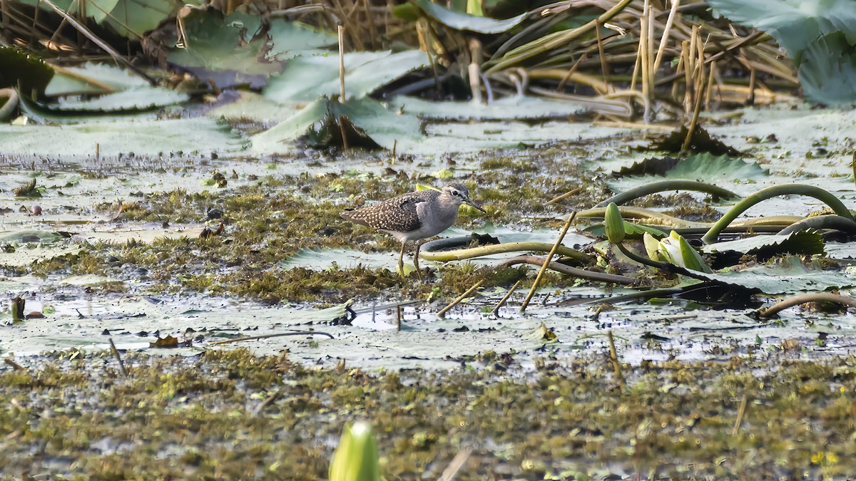 Bruchwasserläufer - ML644196212