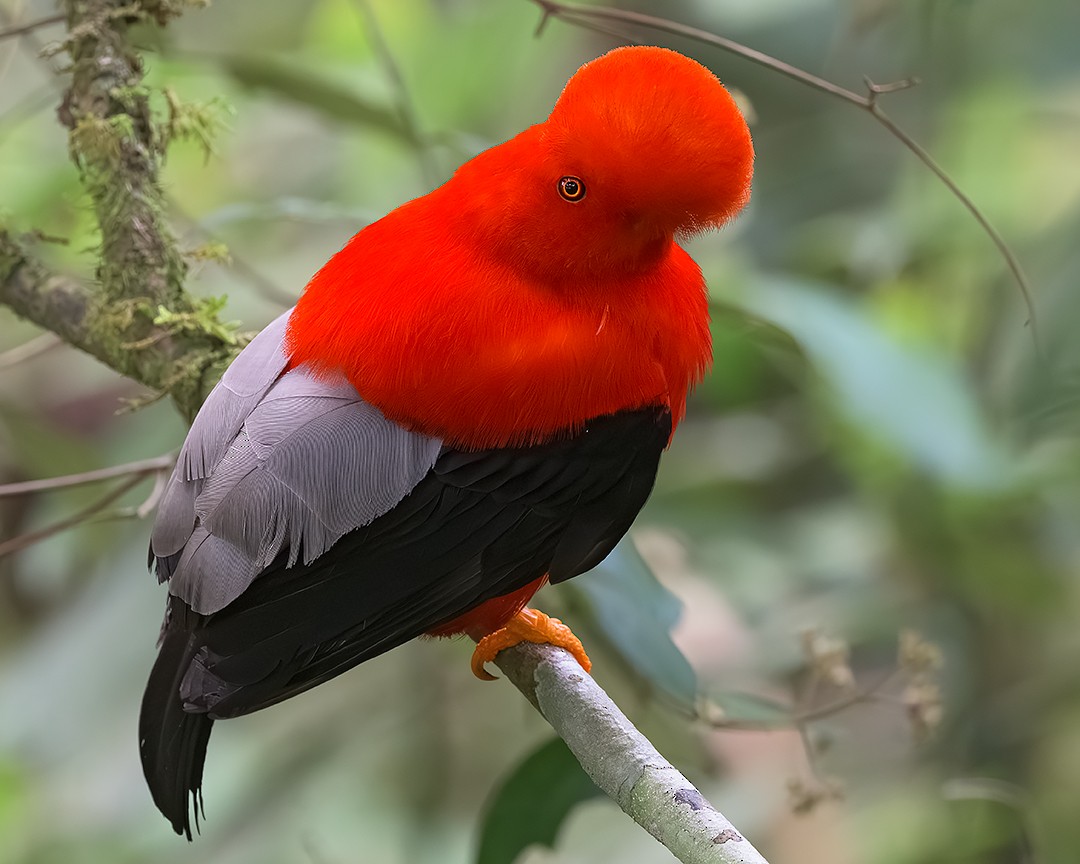Andean Cock-of-the-rock - ML644196213