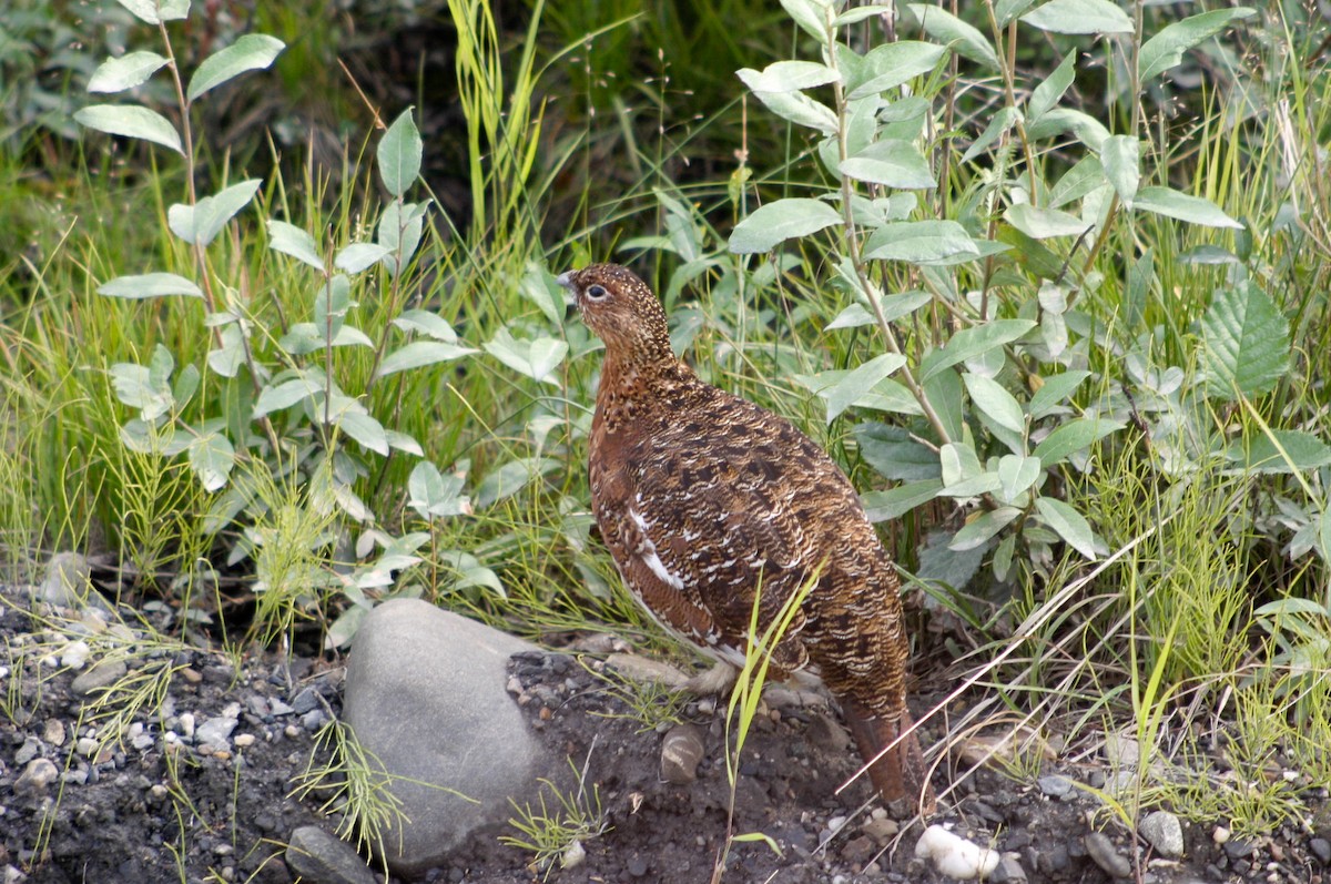 Moorschneehuhn - ML644196254