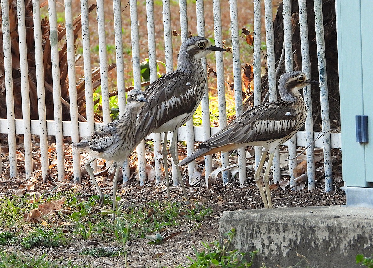 Bush Thick-knee - ML644196269