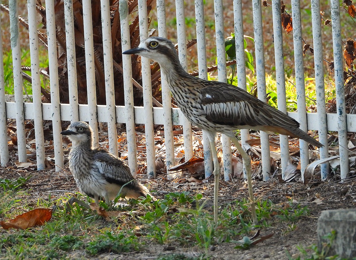 Bush Thick-knee - ML644196272