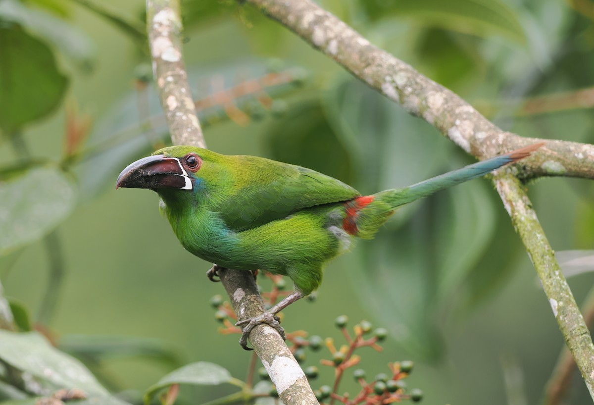 Crimson-rumped Toucanet - ML644196276