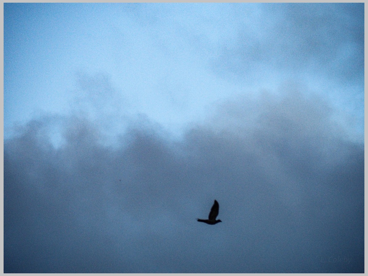 White-crowned Pigeon - ML644196292