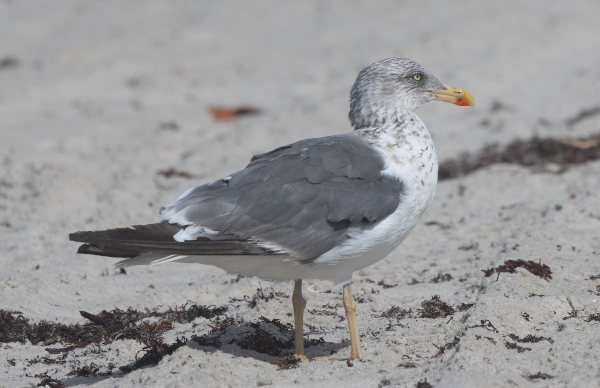 Lesser Black-backed Gull - ML644196295