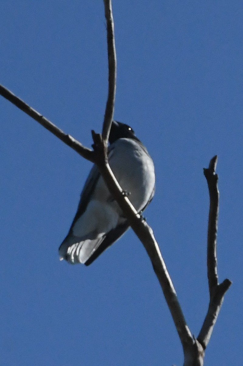 Black-faced Cuckooshrike - ML644196302