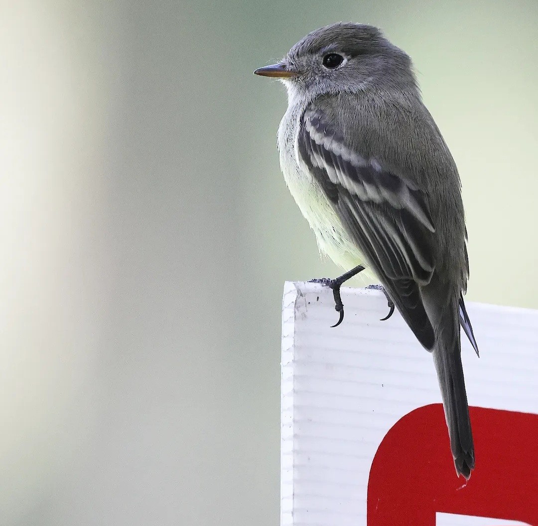 Hammond's Flycatcher - ML644196306
