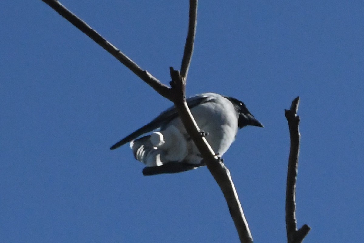 Black-faced Cuckooshrike - ML644196308